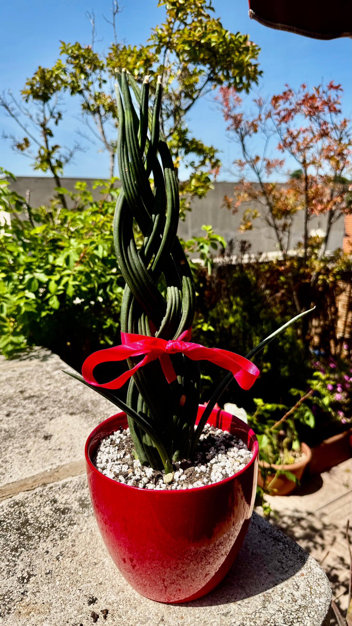 Sansevieria Cylindrica Trenzada