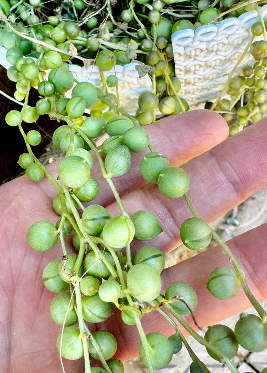 Senecio  Rowleyanus ó Rosario (esquejes)