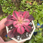Aeonium Medusa