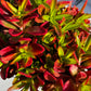 Crassula Capitella Campfire