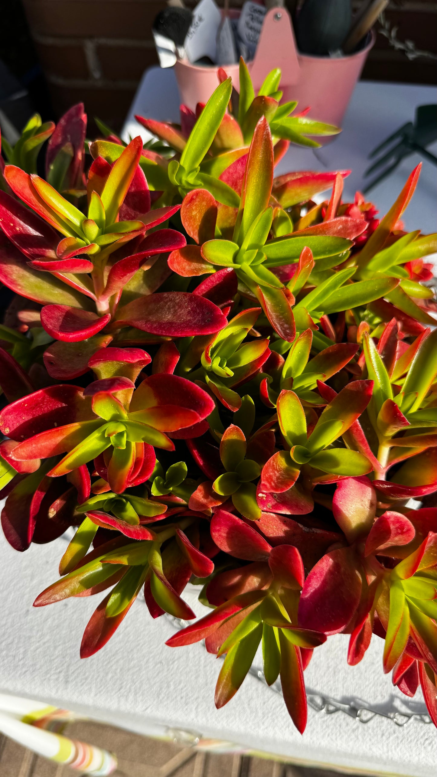 Crassula Capitella Campfire