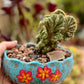 Cactus Aztekium