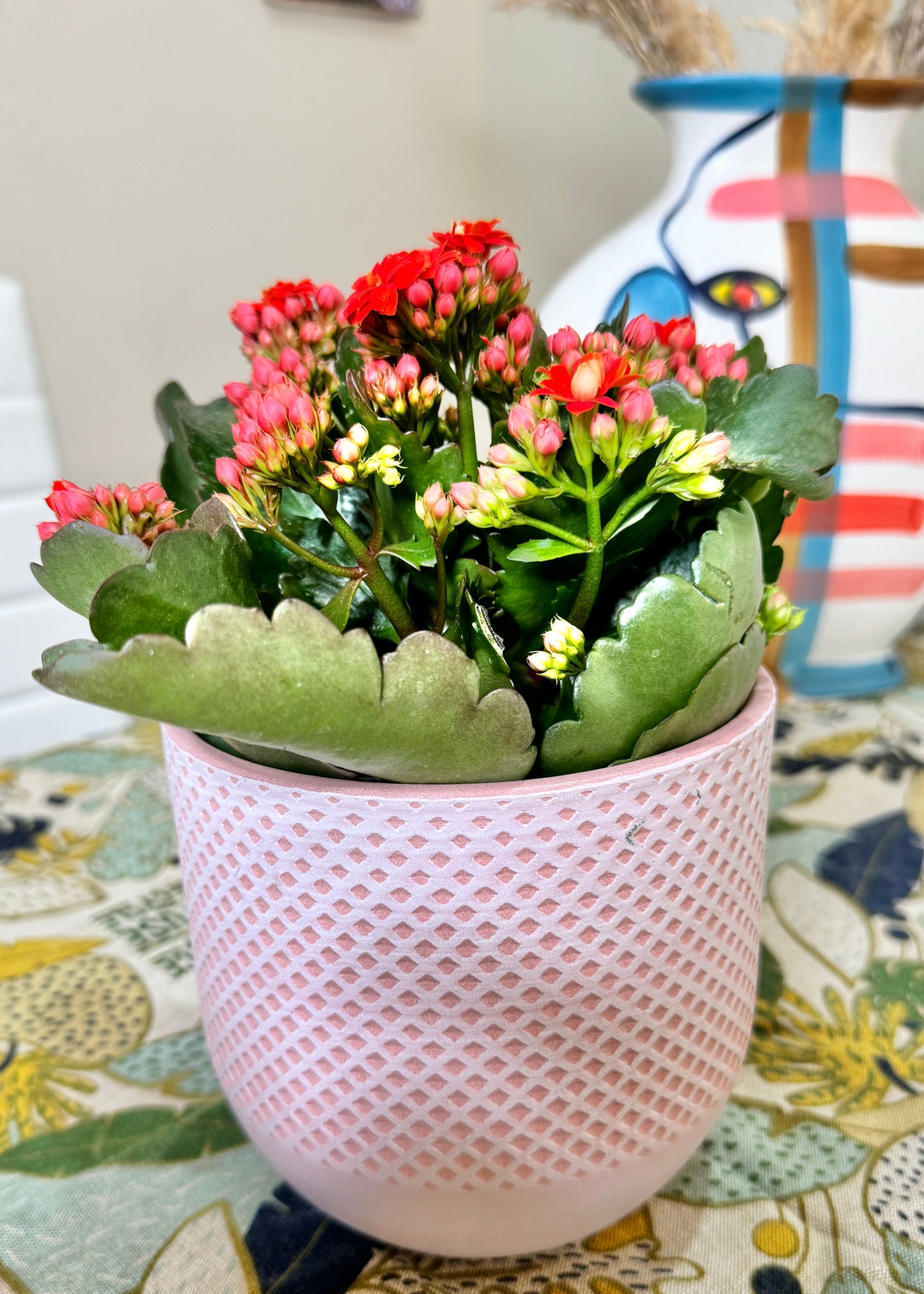 Kalanchoe Blossfeldiama (flores rojas)