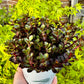 SEDUM DRAGON’S BLOOD