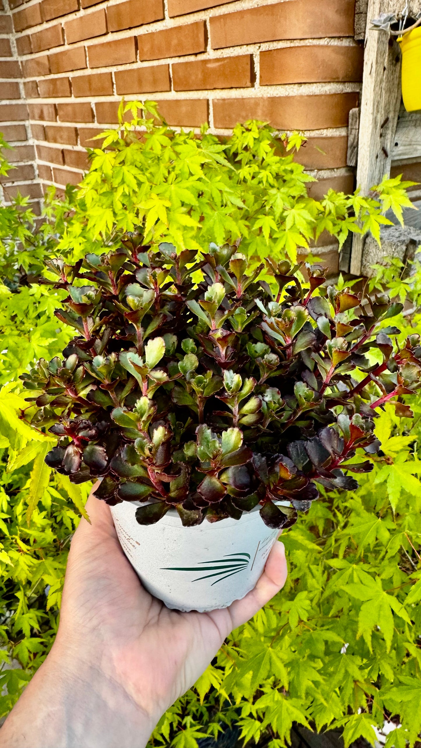 SEDUM DRAGON’S BLOOD