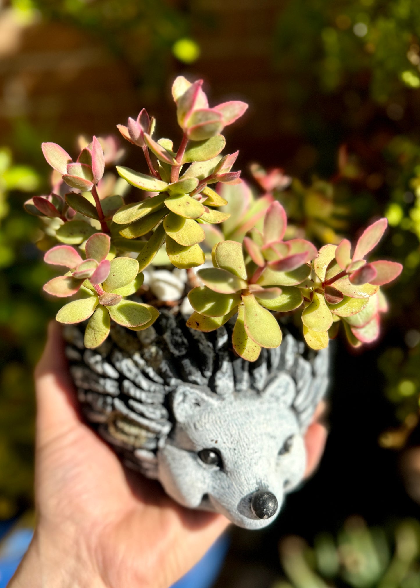 Crassula Ovata