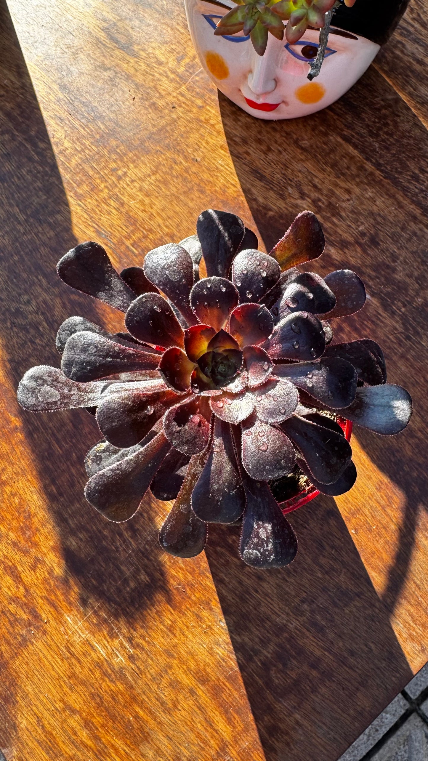 Aeonium Zwartkop