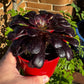 Aeonium Zwartkop