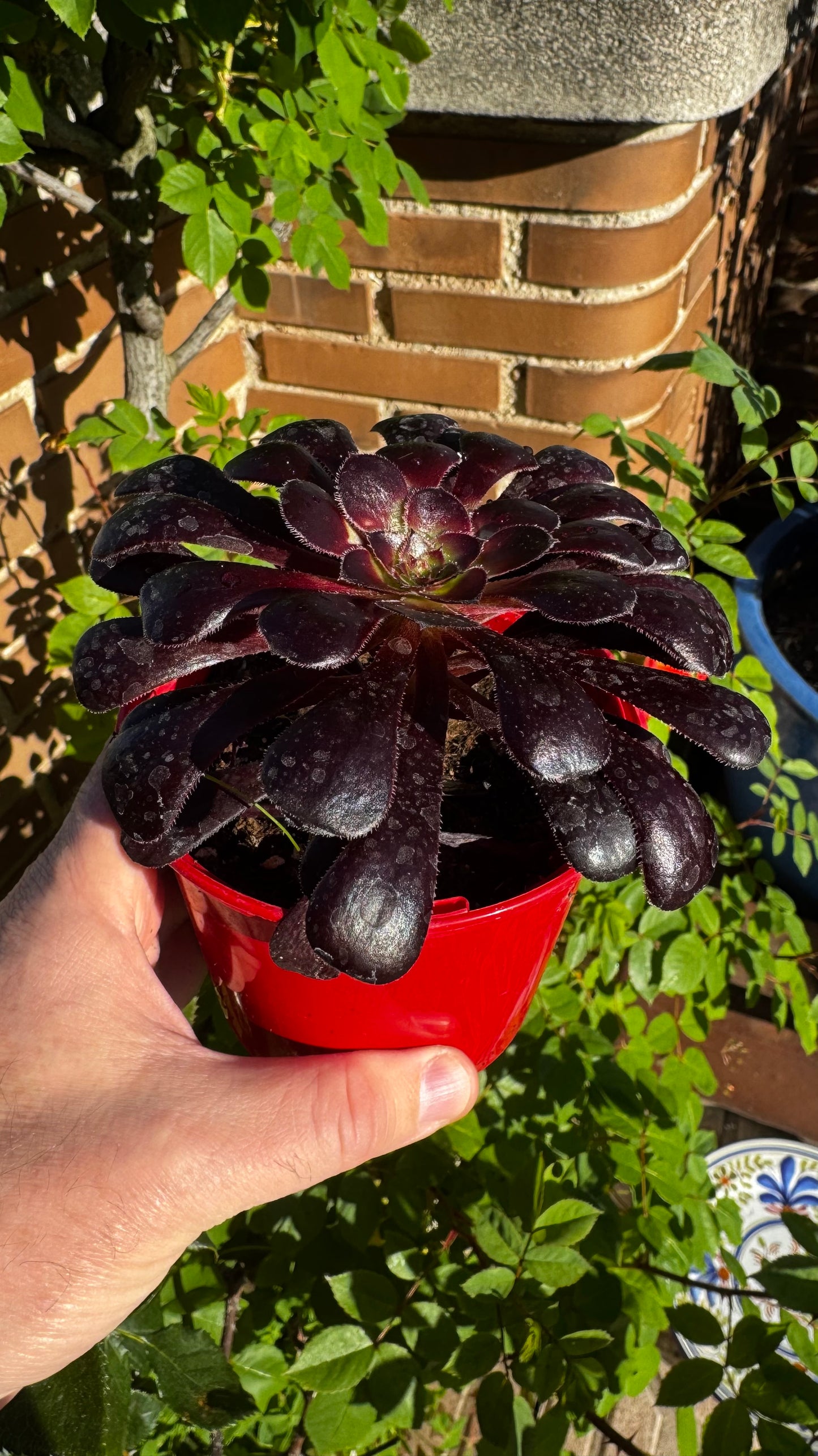 Aeonium Zwartkop