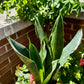 Sansevieria Masoniana             (Aleta de Ballena)
