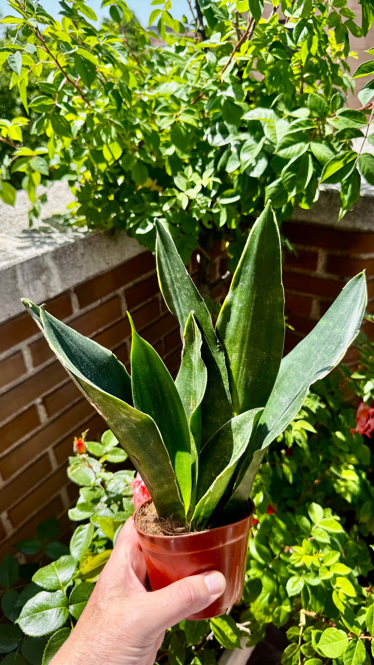 Sansevieria Masoniana             (Aleta de Ballena)