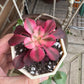 Aeonium Medusa