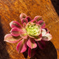 🌸 Aeonium ‘Pink Witch’