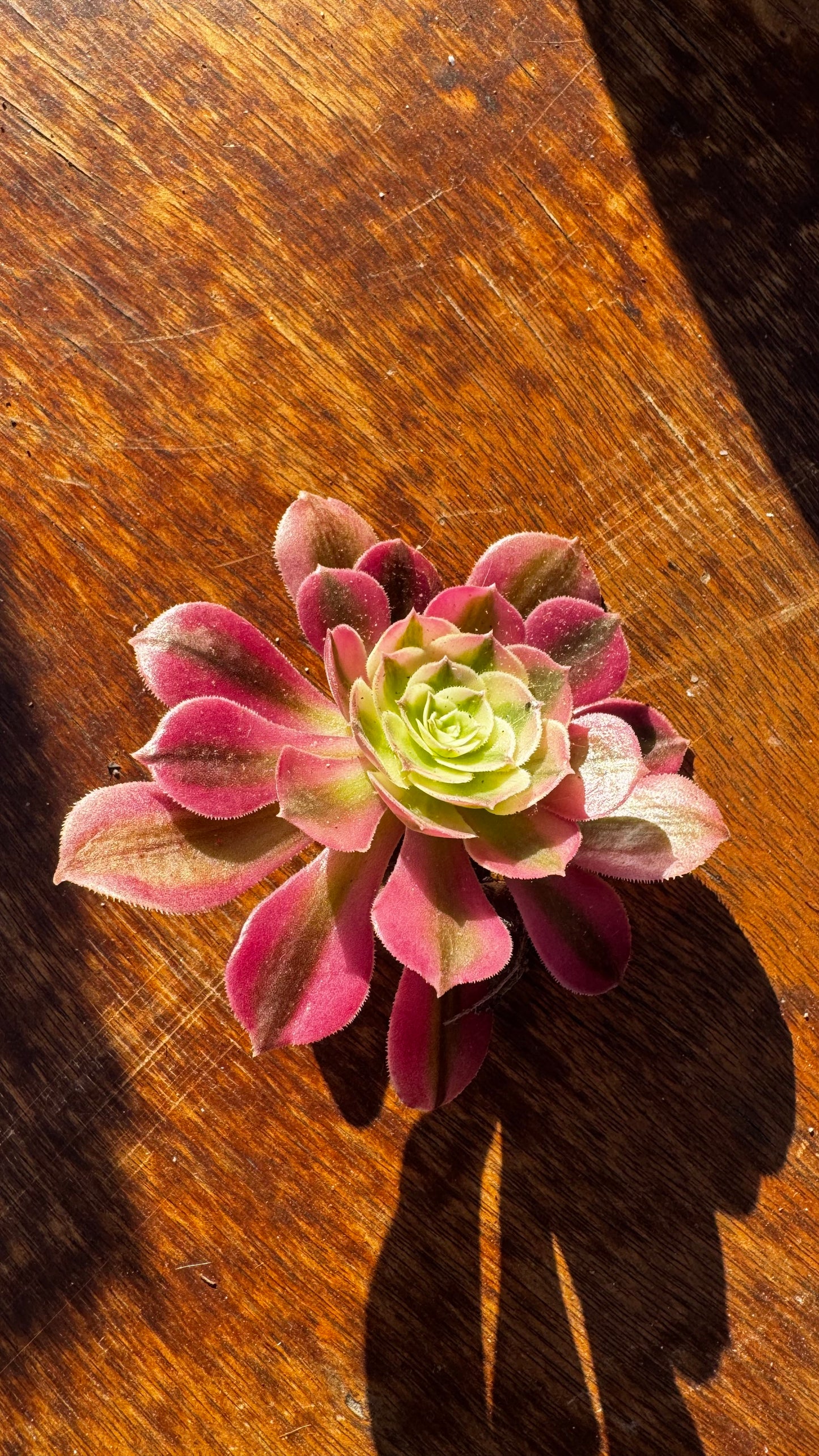 🌸 Aeonium ‘Pink Witch’