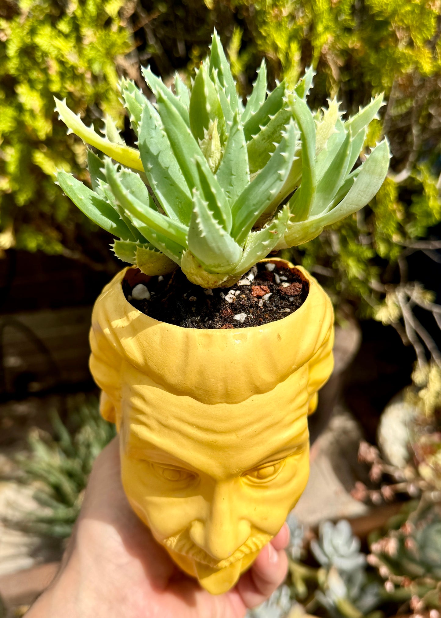 Aloe brevifolia