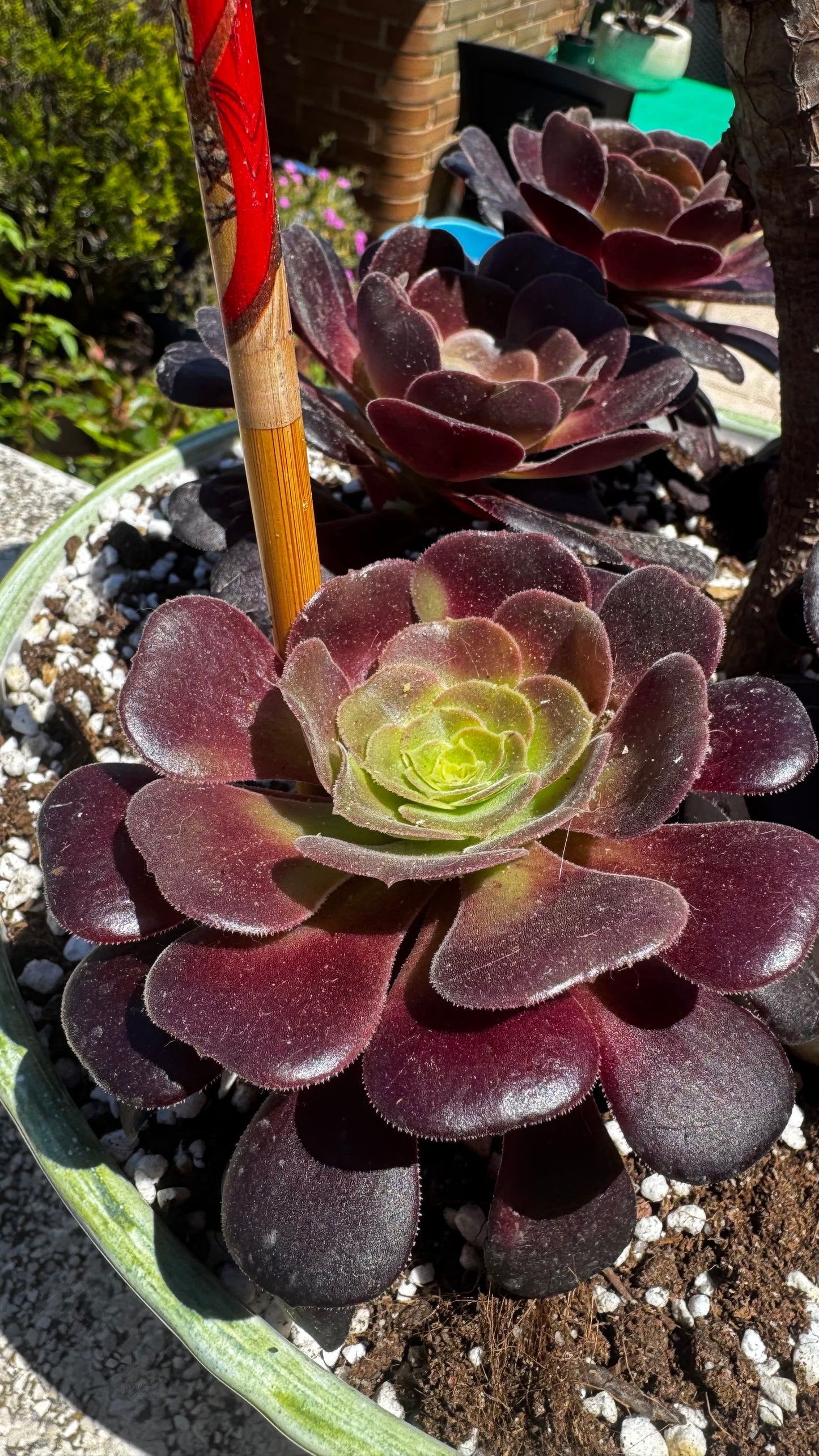 Aeonium Zwartkop