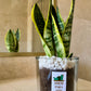 Sansevieria o Lengua de Suegra