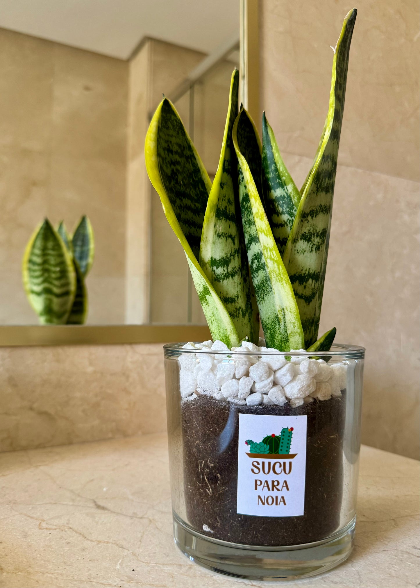 Sansevieria o Lengua de Suegra