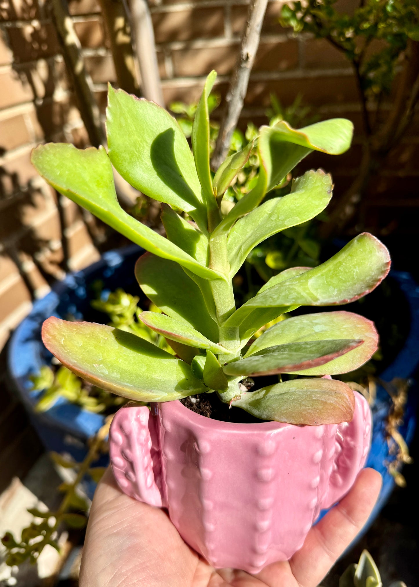 Kalanchoe Vivien