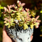 Crassula Ovata