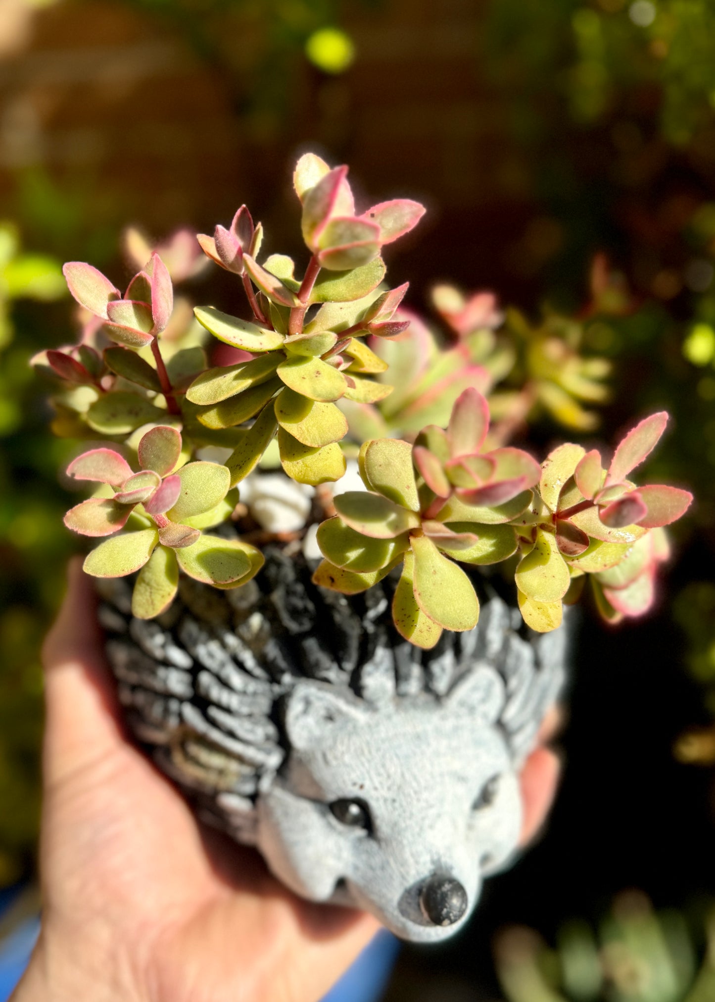 Crassula Ovata