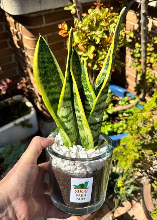 Sansevieria o Lengua de Suegra