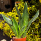 Sansevieria Masoniana             (Aleta de Ballena)
