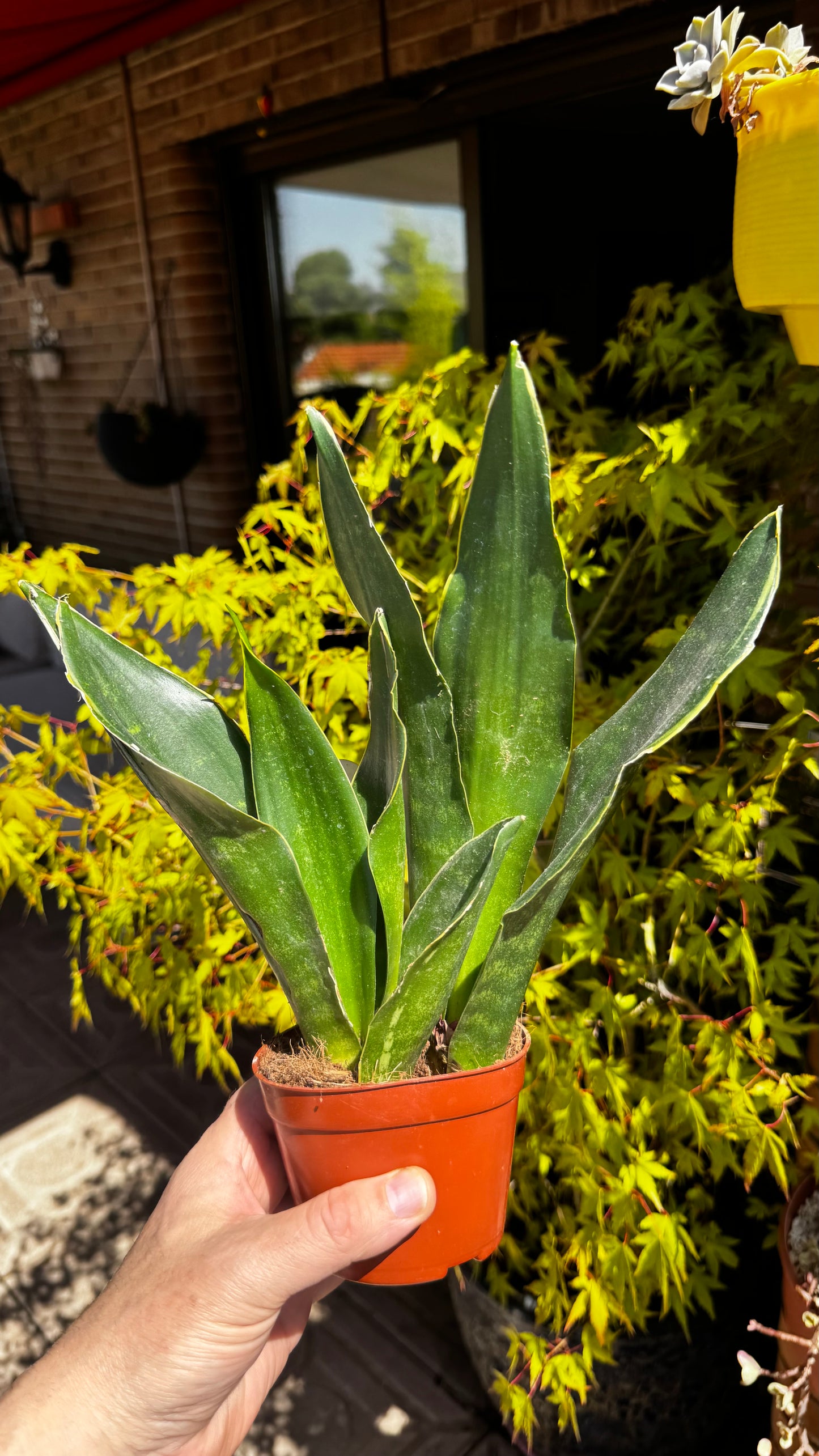 Sansevieria Masoniana             (Aleta de Ballena)