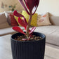 Kalanchoe Vivien