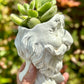 Cotyledon Tomentosa