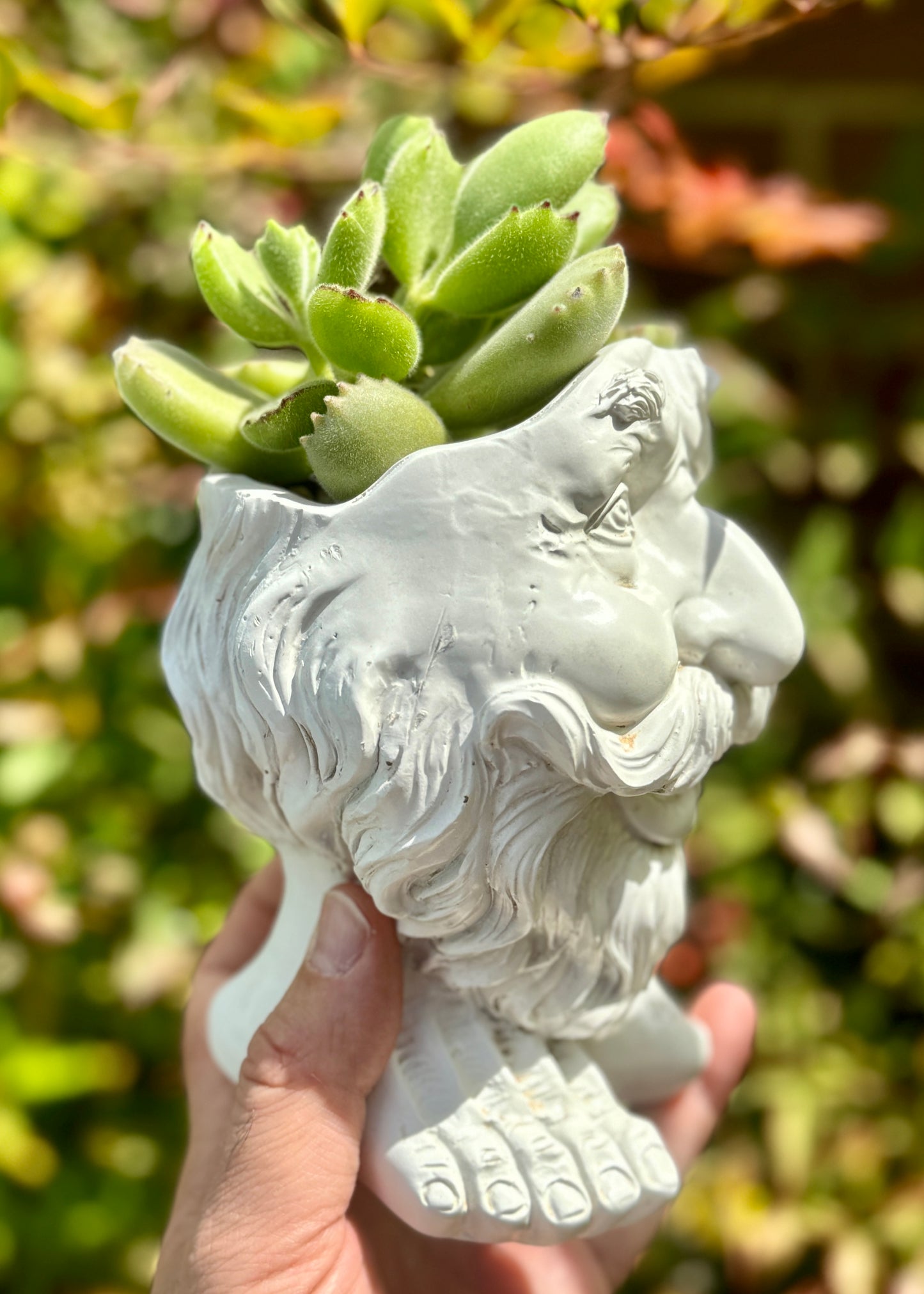 Cotyledon Tomentosa