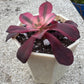 Aeonium Medusa