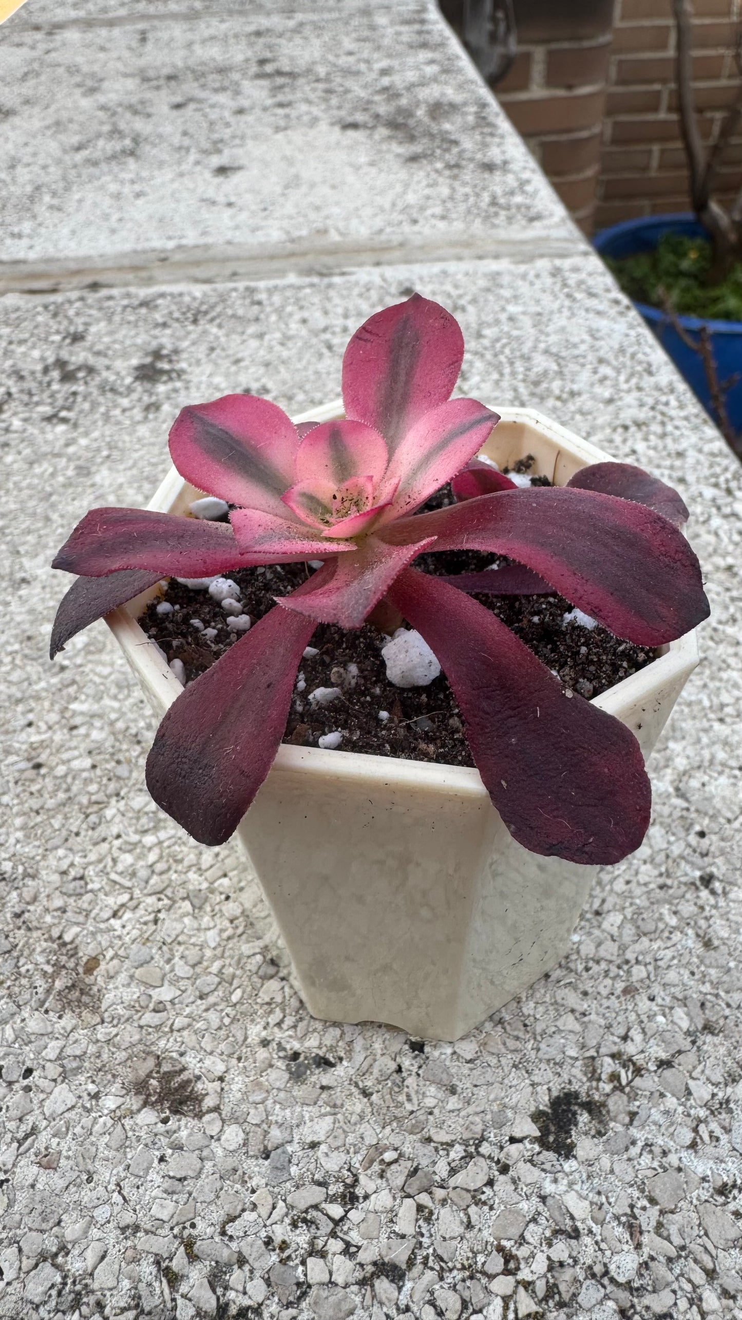 Aeonium Medusa