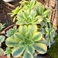 Aeonium Sunburst