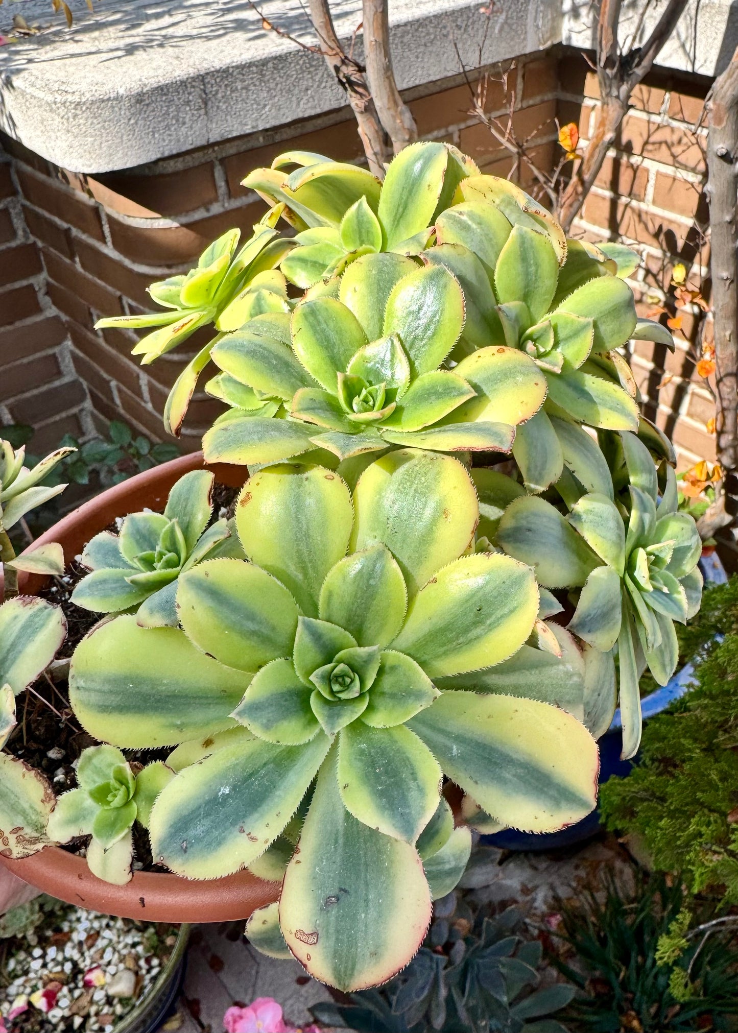 Aeonium Sunburst