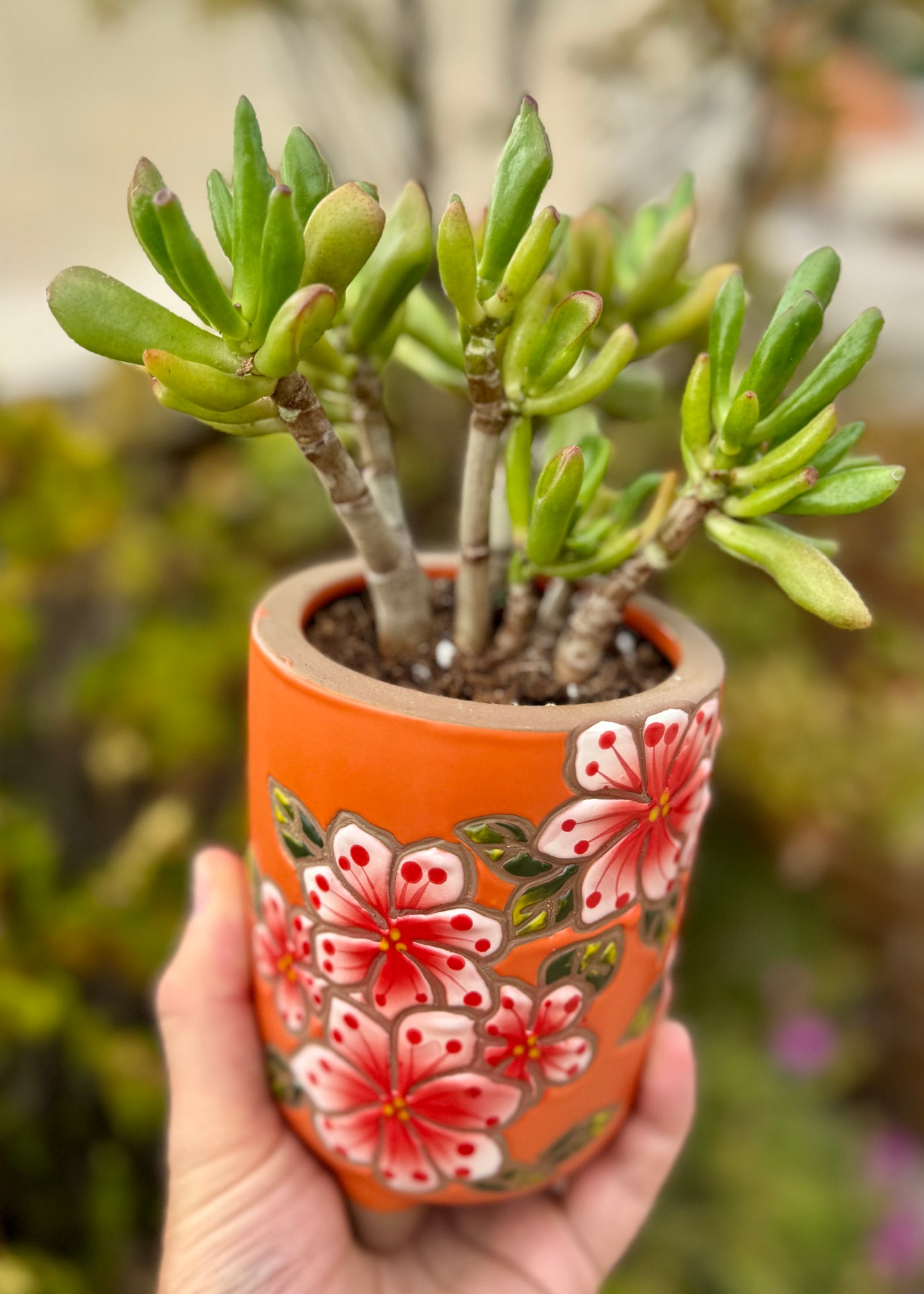 Crassula ovata (orejas de shreck)