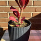 Kalanchoe Vivien