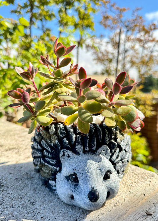 Crassula Ovata