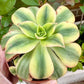 Aeonium Sunburst