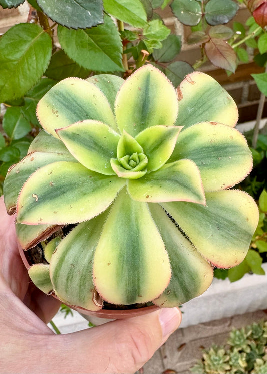 Aeonium Sunburst