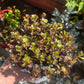 SEDUM DRAGON’S BLOOD