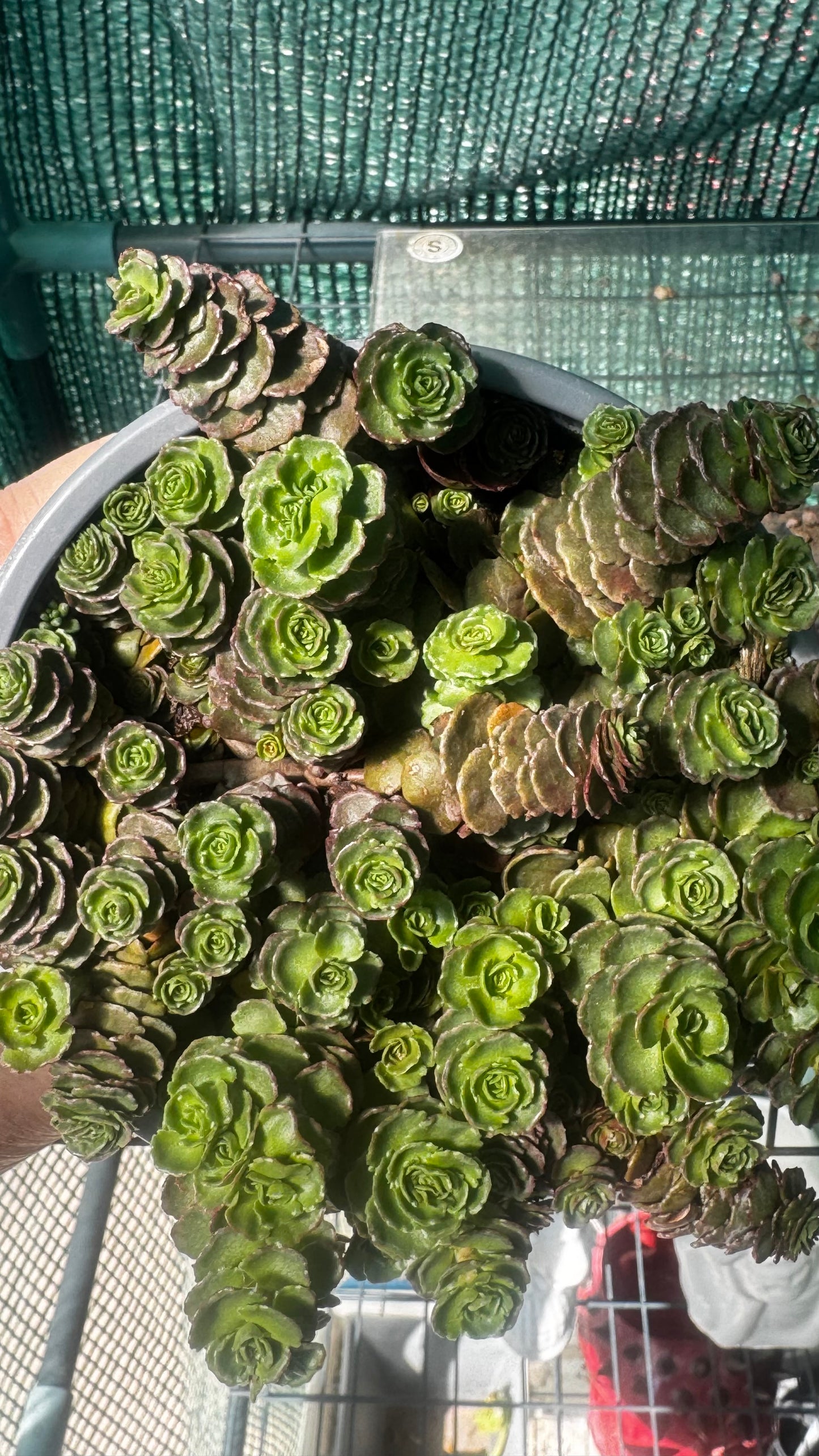 SEDUM SP. 🌿🌹