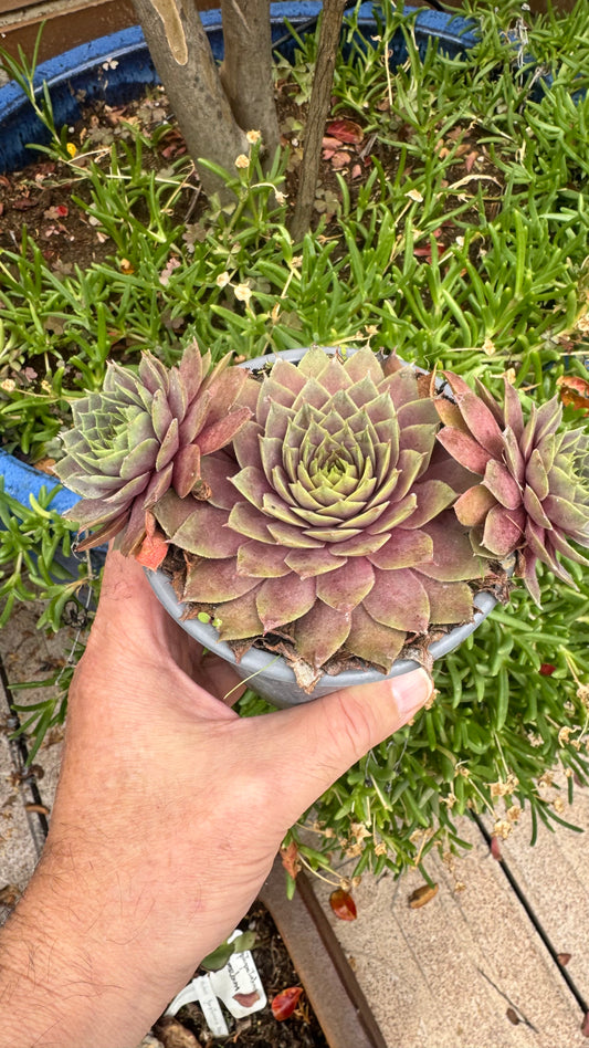 Echeveria Siempreviva 2.