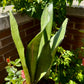 Sansevieria kirkii ‘Silver Blue’