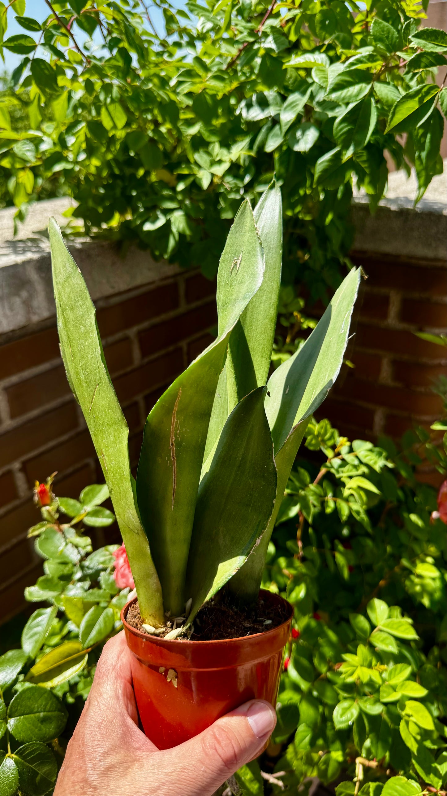 Sansevieria kirkii ‘Silver Blue’