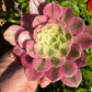 🌸 Aeonium ‘Pink Witch’