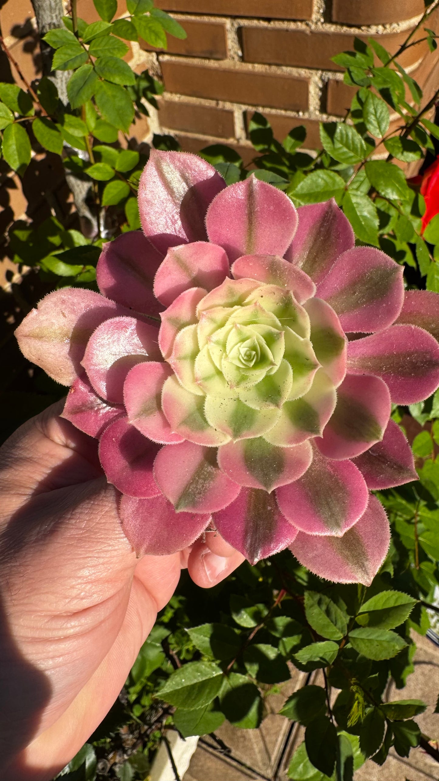 🌸 Aeonium ‘Pink Witch’