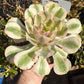 🌸 Aeonium ‘Pink Witch’