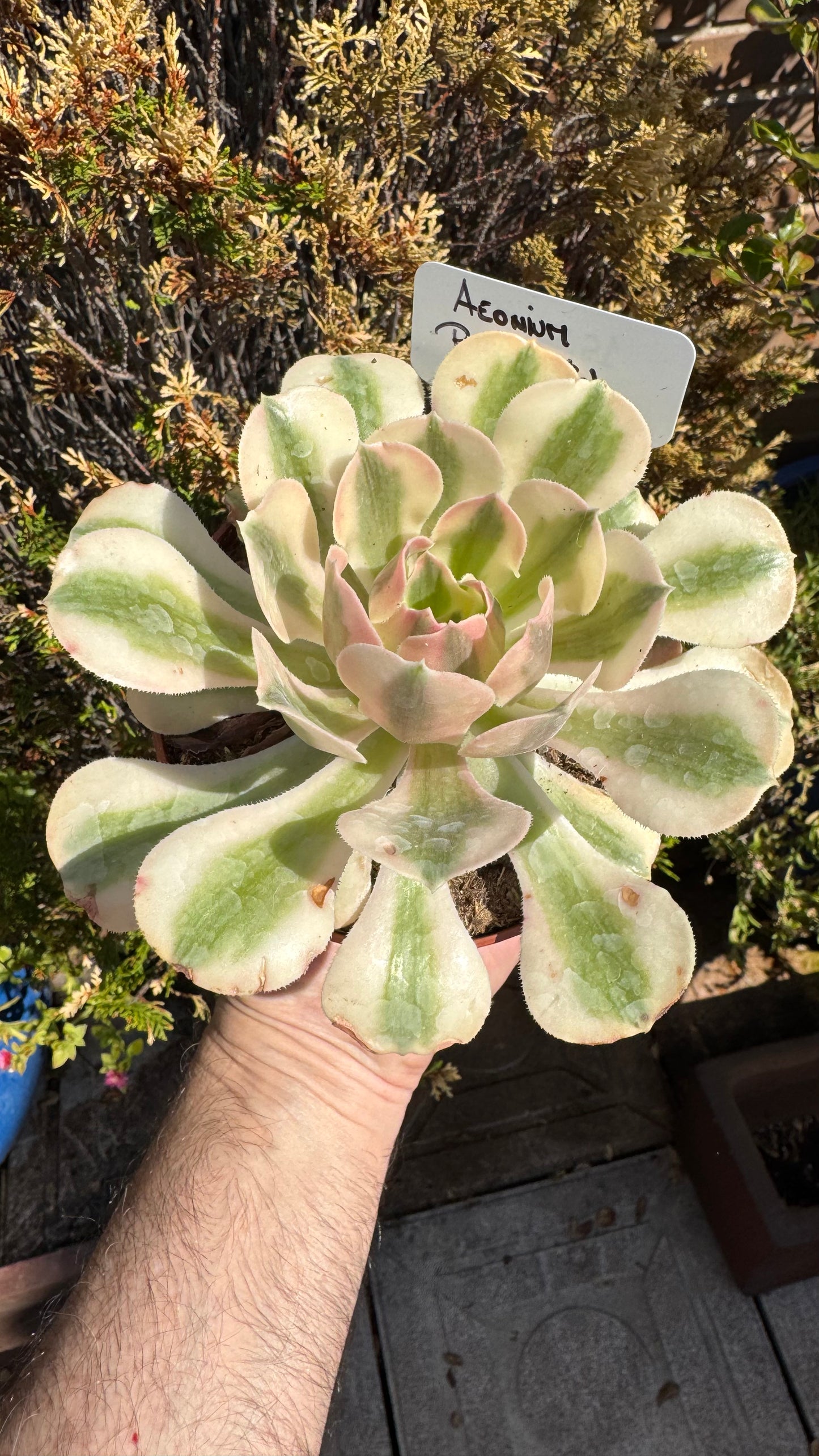 🌸 Aeonium ‘Pink Witch’