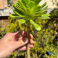 Aeonium Arboreum